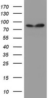 SPG7 Antibody