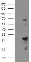 SPG7 Antibody