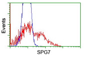 SPG7 Antibody