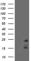 RAMP2 Antibody