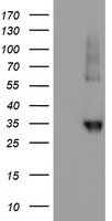 NPTN Antibody