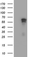 PTOP Antibody