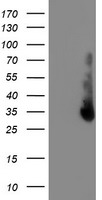 ERCC1 Antibody