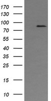 AFG3L2 Antibody