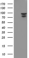 NLN Antibody