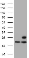 PSMB9 Antibody