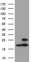 PSMB9 Antibody