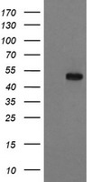 RUVBL2 Antibody