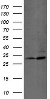 Proteasome 20S beta 7 Antibody