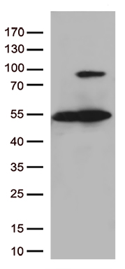 FMR1 Antibody