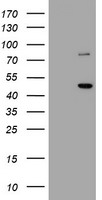 FMR1 Antibody