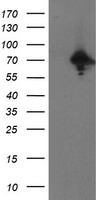 GADD34 Antibody