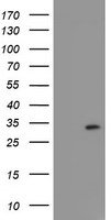 Frataxin Antibody