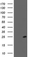 Frataxin Antibody