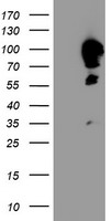 Calpastatin Antibody