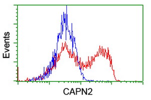 Calpain 2 Antibody