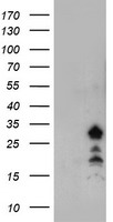 Frataxin Antibody
