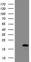 Cystatin SA Antibody