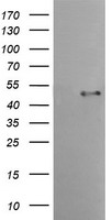 TMPRSS5 Antibody
