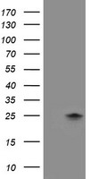 FXN Antibody