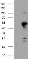 GADD34 Antibody