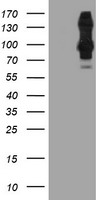 DPP9 Antibody