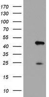 CENPH Antibody