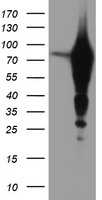 EPN2 Antibody