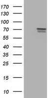 FMR1 Antibody