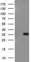 ERCC1 Antibody