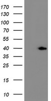 ERCC1 Antibody