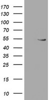 RUVBL2 Antibody