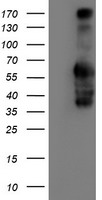 IDS Antibody