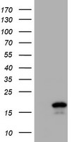 Cystatin SA Antibody