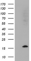 Cystatin SA Antibody