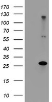 RFXANK Antibody
