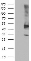 TULP3 Antibody