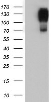 Aminopeptidase A Antibody