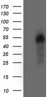 AKT1 Antibody