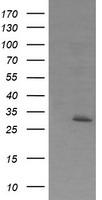 EXOSC7 Antibody
