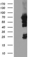 NMT2 Antibody