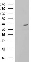 ALG2 Antibody