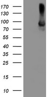 ALOX15 Antibody