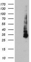 GIRK1 Antibody
