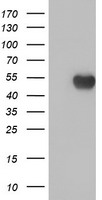 APMAP Antibody