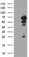 NMT2 Antibody