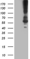 GIRK1 Antibody