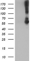 GIRK1 Antibody