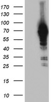 NLN Antibody