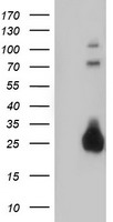 IGJ Antibody
